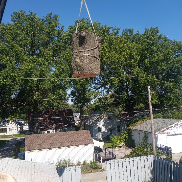 Professional tree care services by Bieniek Tree Service, showcasing tree removal, trimming, and stump grinding expertise.