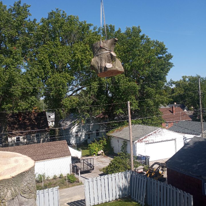 Bieniek Tree Service staff trimming and removing trees in Colona, Illinois.