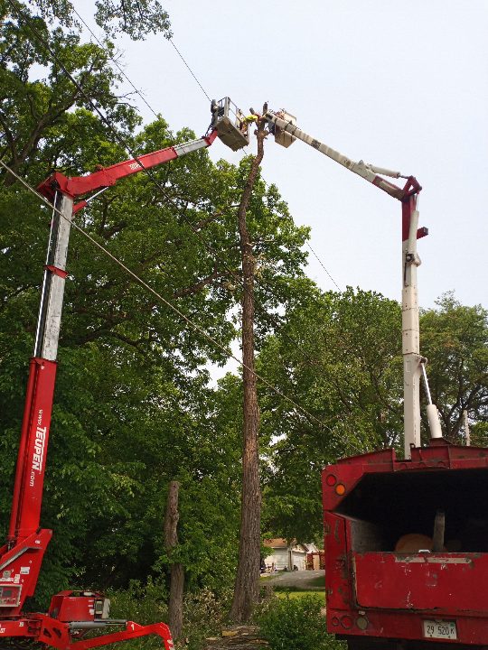 Bieniek Tree Service team performing tree removal and trimming for residential clients in Colona, Illinois.