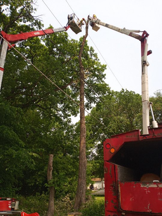 safe & efficient tree removal with crane services