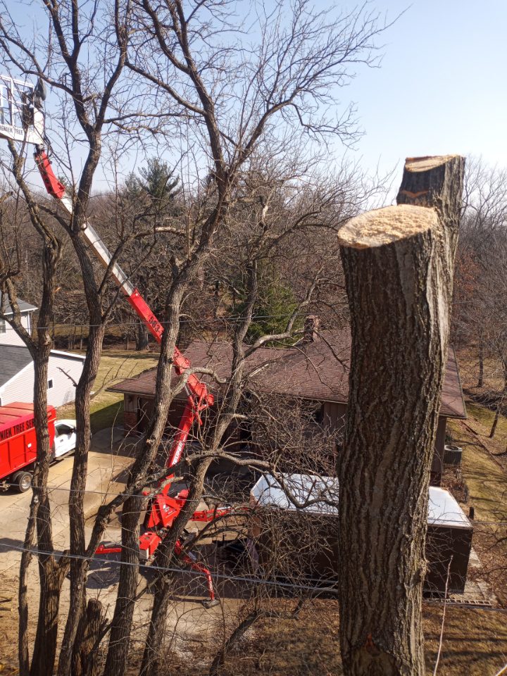 tree services in bettendorf