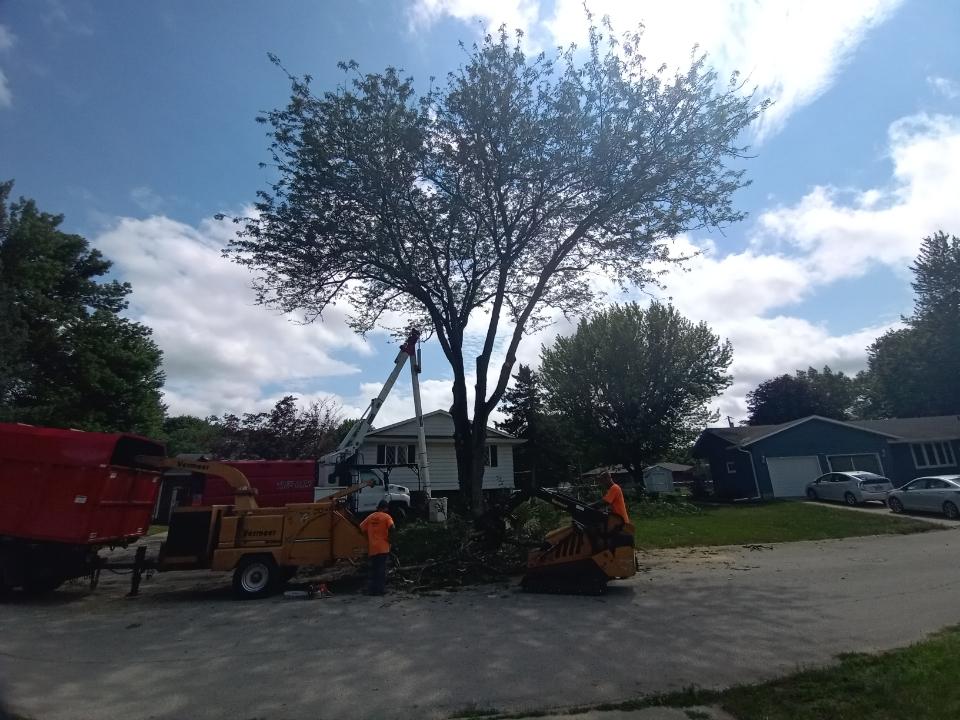 Professional tree care services by Bieniek Tree Service, showcasing tree removal and trimming in Port Byron, Illinois.