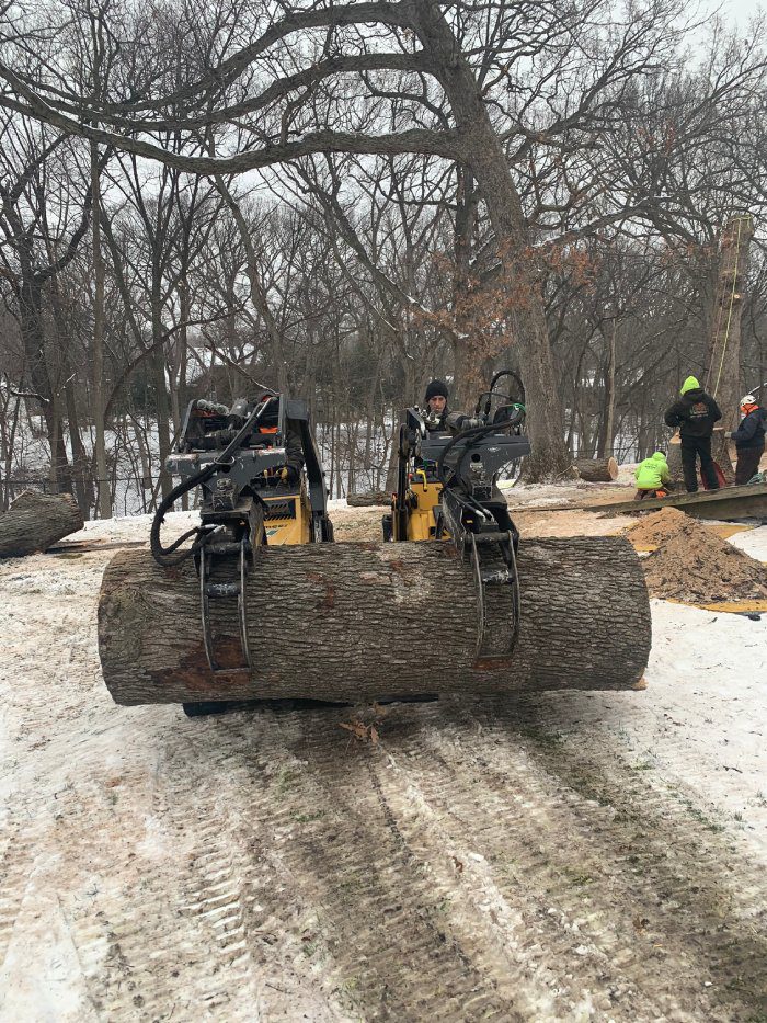 Professional tree services from Bieniek Tree Service in Davenport, Iowa, showcasing tree removal and trimming expertise.