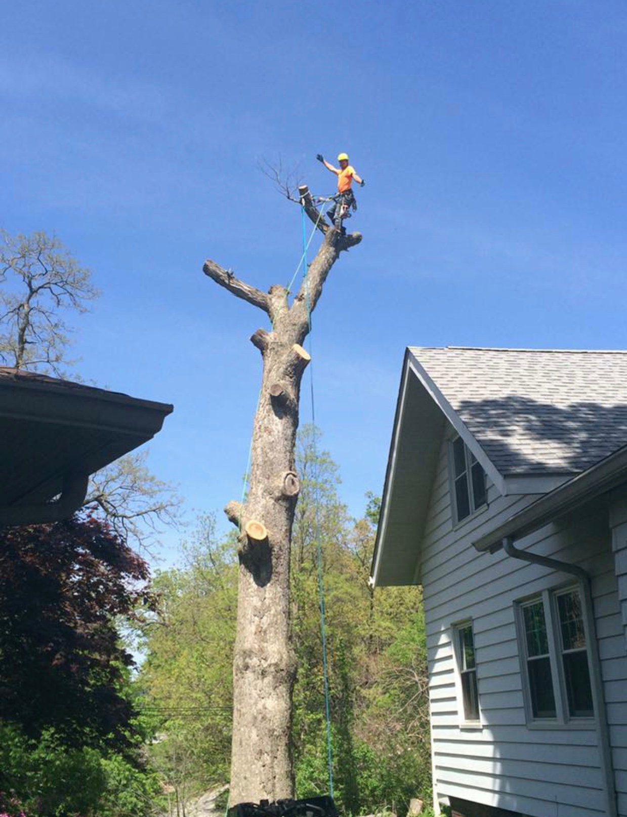 Bieniek Tree Service team performing tree removal and trimming in Davenport, Iowa, ensuring safety and customer satisfaction.