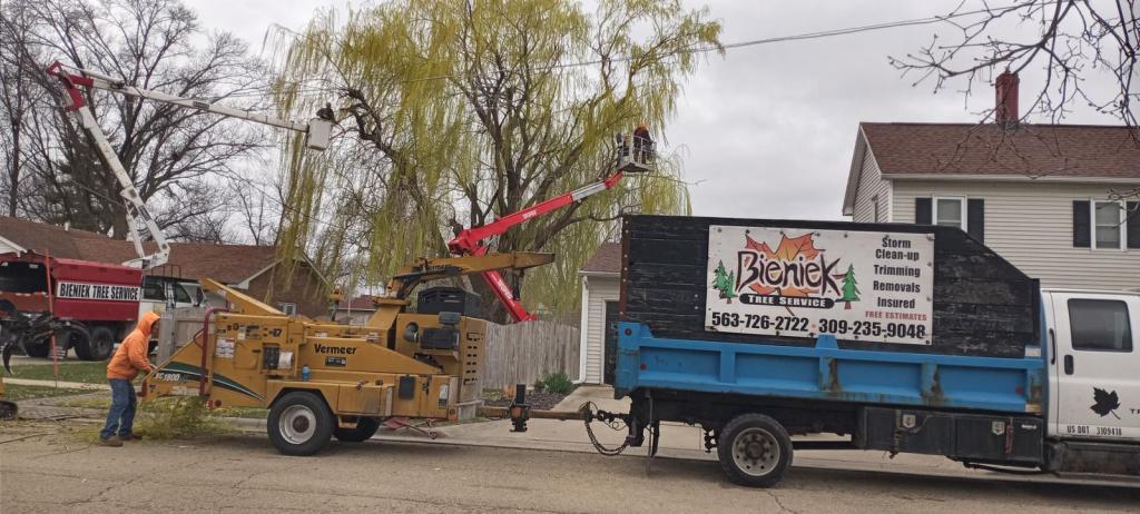 Tree removal service in Port Byron, featuring Bieniek Tree Service truck and equipment, tree trimming in action, and worker using a lift.