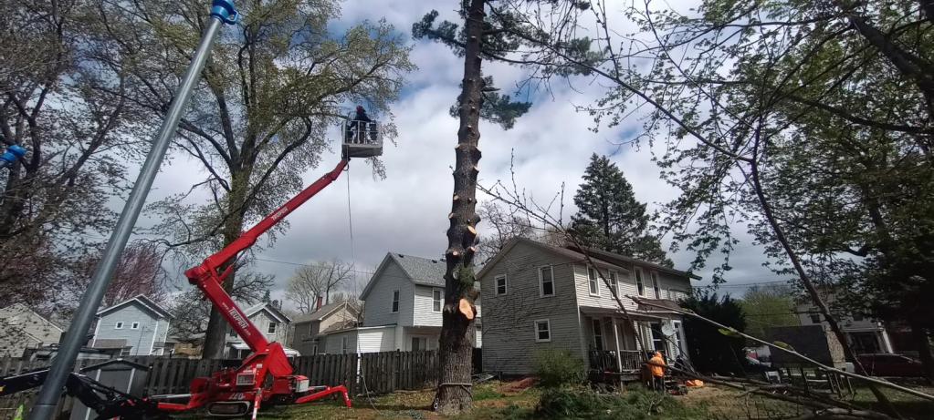 Tree removal in progress with a worker in a lift, cutting down a tall tree near residential homes in Geneseo, Illinois, showcasing professional tree service equipment and safety measures.