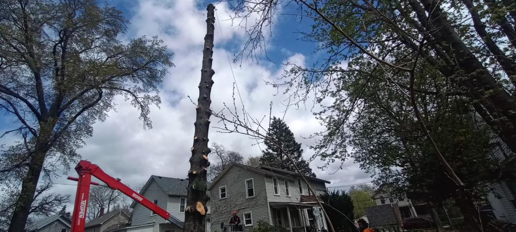 Tree removal in Moline, Illinois, featuring a tree service crew using equipment to safely cut down a tall tree near residential homes, with clear skies and surrounding greenery.