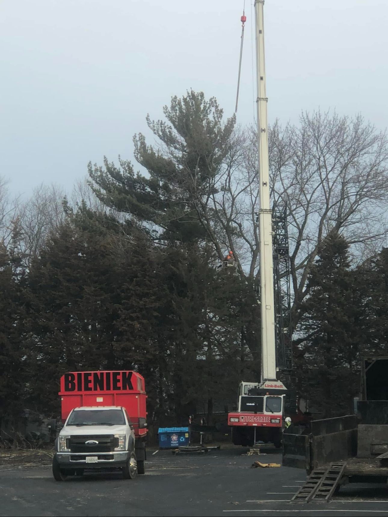 When Should You Trim Your Maple Trees?